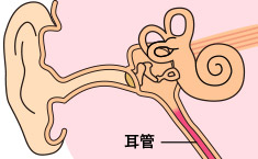 画像：耳の管
