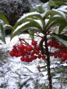 コアラフレンズ つるはら耳鼻科(奈良市) スタッフブログ-110110_0838~0001.jpg